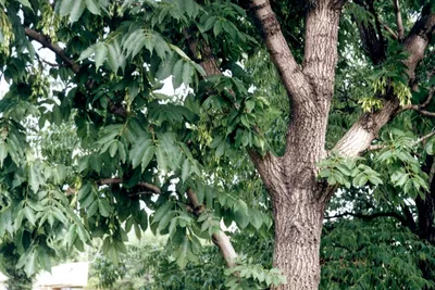 Красный ясень – дерево и древесина – Alphitonia excelsa