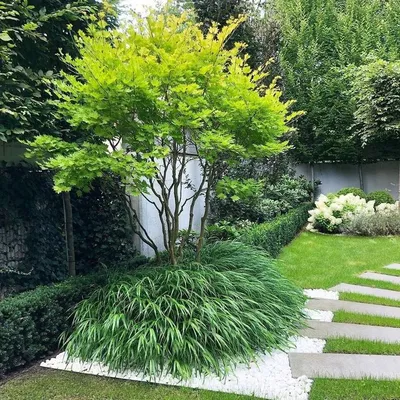 Дача, сад, ландшафт: идеи on Instagram: “Подпишись на наш Телеграм канал  dacha_blog и ежедневно получай классные идеи для оформления сада… in 2023 |  Plants, Green, Sidewalk