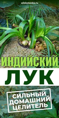 Индийский лук: фото, описание, посадка и уход, лечебные свойства китайского  лука