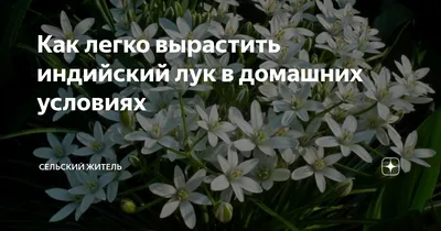 Китайский (индийский) лук: как и для чего его выращивают