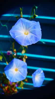 Ипомея пурпурная - Heavenly blue - 135 семена - Ipomoea purpurea – Garden  Seeds Market | Бесплатная доставка