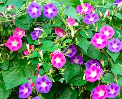 Ипомея пурпурная - 56 семена - Ipomoea purpurea – Garden Seeds Market |  Бесплатная доставка