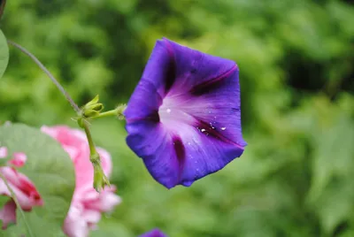 Утреннее Дерево Славы Или Цветок Карнеа Ipomoea В Саду — стоковые  фотографии и другие картинки Ипомея - iStock