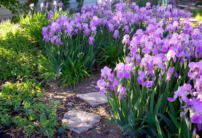 Ирис в саду: оформление сада ирисами | Любимые цветы