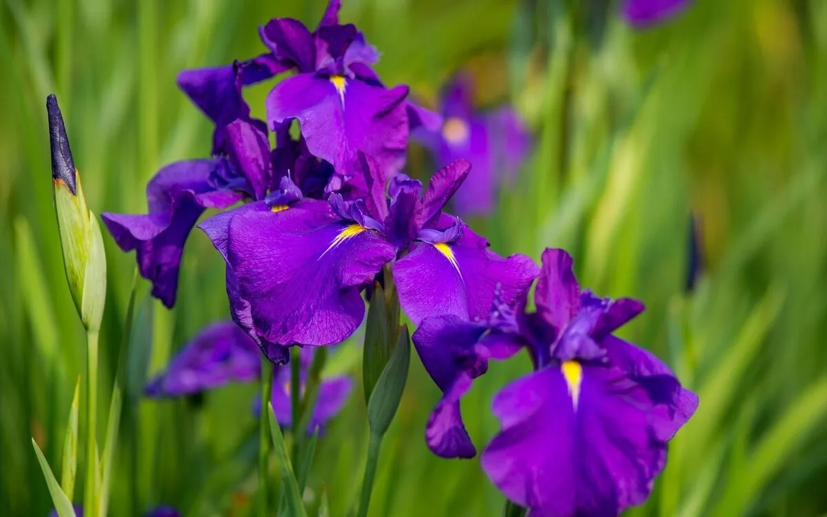 Цветы ирисы фото картинки. Ирис Касатик фиолетовый. Ирис фиолетовый обыкновенный. Цветок Ирис Касатик. Ирисы фиолетовые.
