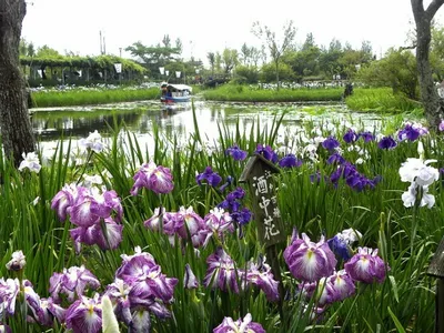Красота по-японски: посадка и разведение ирисов | Интернет-магазин садовых  растений