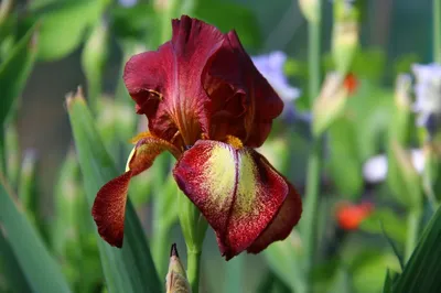 Iris pallida Variegata | ELGardens - цветы для сада Саратов/Энгельс