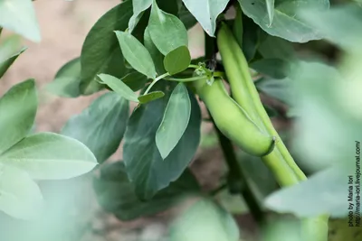 Подробный Cime Di Rapa Традиционные Итальянские Овощи Из Апулии Свежий  Зеленый Для Продажи По Цене 150 Евро За Кг На Рынке — стоковые фотографии и  другие картинки Антиоксидант - iStock