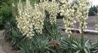 Юкка садовая (Yucca) — купите саженцы в контейнере в Краснодаре -  Прекраснодар — садовый центр в Краснодаре