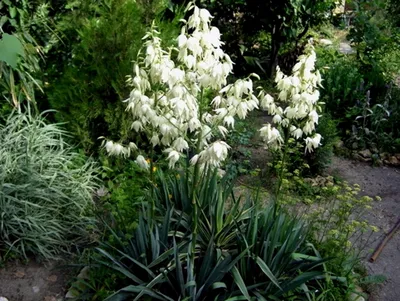 Купить саженцы Юкка Нитчатая (Yucca Filamentosa) в питомнике. Для сорта Юкка  Нитчатая (Yucca Filamentosa) есть описание, фото, цены и отзывы садоводов.