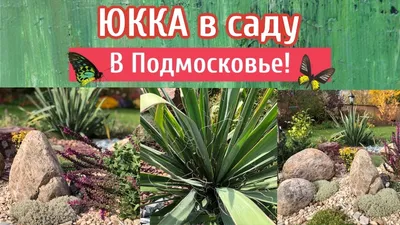 Юкка садовая 1шт. (ID#1586662614), цена: 130 ₴, купить на Prom.ua