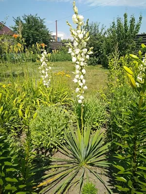 Юкка садовая нитчатая (Yucca filamentosa) садовый многолетник: 50 грн. - Сад  / город Дніпро на Olx