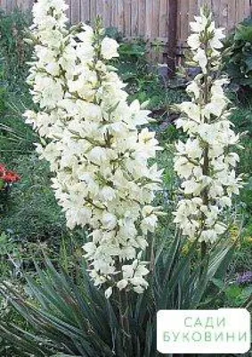 Юкка Садовая Нитчатая (Yucca Filamentosa L.), Саженец — Купить на BIGL.UA ᐉ  Удобная Доставка (1911045367)