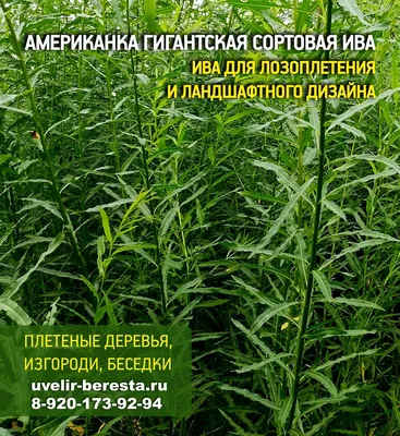 Архив Черенки ивы вербы - Американка гигантская для изгороди, беседок,  арок: 5 грн. - Товары для садоводства Долина на BON.ua 99222648