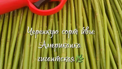 Верба американка гігантська Ива американка гигантская купить - 3 грн,  купить на ИЗИ (39444231)