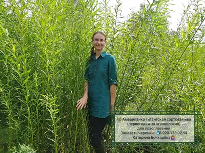 🌿Всем привет уважаемые друзья,... - Питомник Тверская ива | Facebook