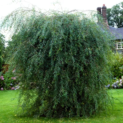 Ива ломкая ф. шаровидная (Salix fragilis Bullata) купить для посадки в  Москве