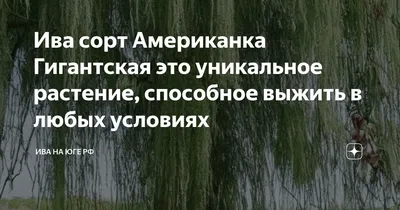 🌿Всем привет уважаемые друзья,... - Питомник Тверская ива | Facebook