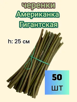 Гордость нашего питомника - сорт ивы Американка гигантская, без примесей! У  неё зелёный цвет коры. - YouTube