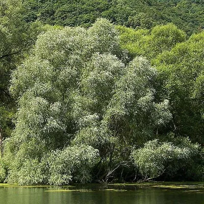 Ива серебристая, белая