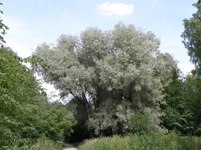 Ива белая (Salix alba)