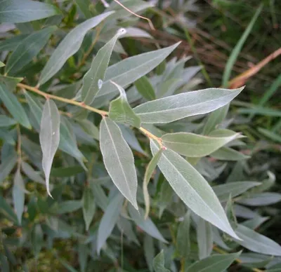 Ива белая - Ива - GardenPlants