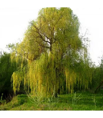 Ива белая \"Чермезина\" (Salix alba Chermesina) - Питомник и Садовый центр  Русские Деревья