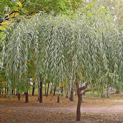 Ива серебристая, белая