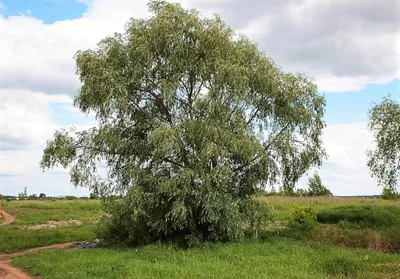 Ива белая — Википедия