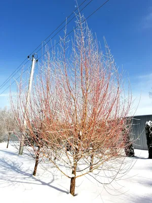 Ива белая форма серебристая (Salix alba) - Питомник и Садовый центр Русские  Деревья