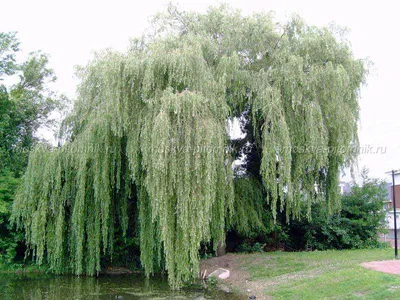 Ива белая плакучая, фото, цены, посадка и уход