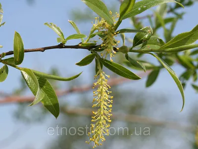 Ива белая ф серебристая (Salix alba) - Ива белая - Ива - Декоративные  кустарники - По виду - Каталог - LESKOVO-PITOMNIK.ru