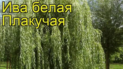 Ива плакучая \"Идеал\"