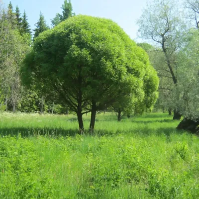 Ива ломкая Булата \"Bullata\"