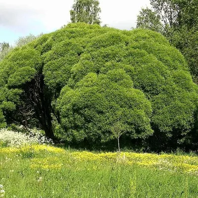 grove, ива ломкая `булата`, salix fragilis `bullata`, ива ломкая bullata,  ива ломкая, деревья в ботаническом саду новосибирск, московский  ботанический сад дерево, Свадебный фотограф Москва