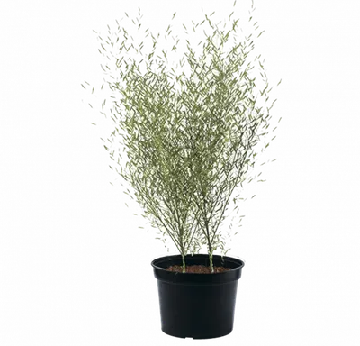 Ива ломкая (Ракита) 'Булата' Salix fragilis 'Bulata' C60L h 500  (ID#221885749), цена: 18500 ₴, купить на Prom.ua