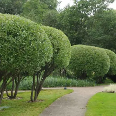 Ива ломкая, шаровидная (Salix fragilis) | Ракита. Питомник растений