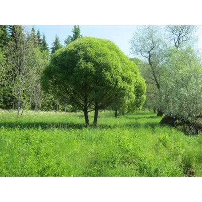 Ива ломкая (Salix fragilis) - Питомник и Садовый центр Русские Деревья