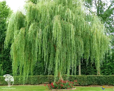 Ива ломкая, шаровидная (Salix fragilis) | Ракита. Питомник растений