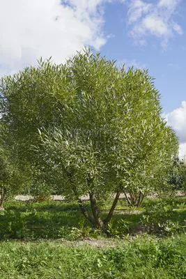 Photo of the entire plant of European Beech (Fagus sylvatica  'Asplenifolia') posted by gardengus - Garden.org