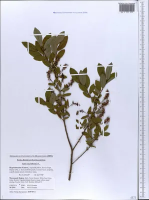 MW0555429, Salix myrtilloides (Ива черничная), specimen