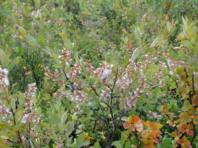 Salix myrtilloides L. - Ива черничная