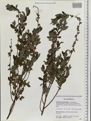 MW0053896, Salix myrtilloides (Ива черничная), specimen