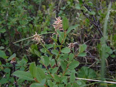 Salix myrtilloides L. - Ива черничная
