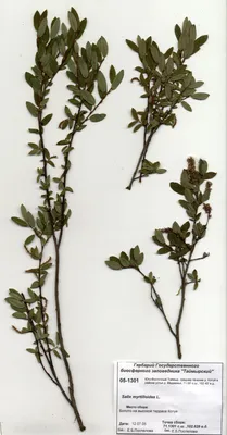 Salix myrtilloides L. - Ива черничная - гербарий