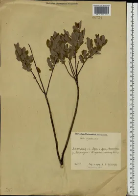 MW0308183, Salix myrtilloides (Ива черничная), specimen