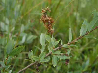 MW0308277, Salix myrtilloides (Ива черничная), specimen
