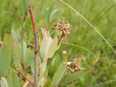 Salix myrtilloides - Изображение особи - Плантариум