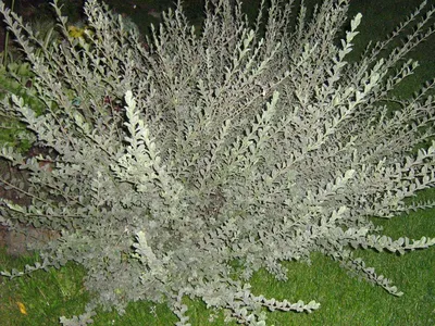 Salix myrtilloides - Изображение особи - Плантариум