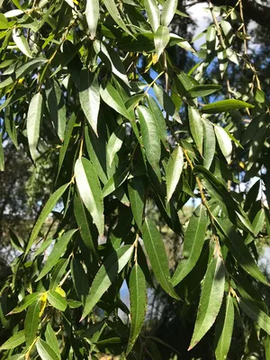 Ива ломкая ф. шаровидная (Salix fragilis Bullata) купить для посадки в  Москве